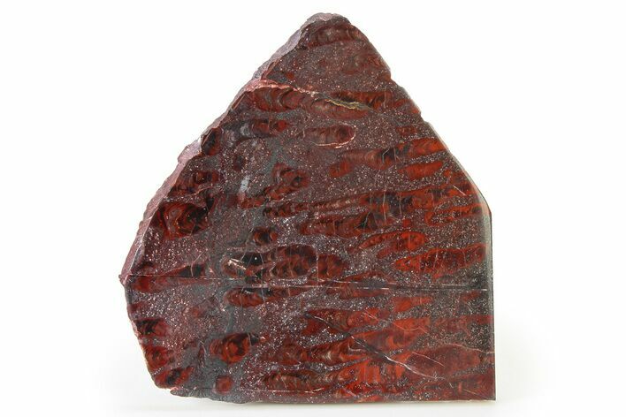 Polished Stromatolite (Collenia) Slab - Minnesota #326049